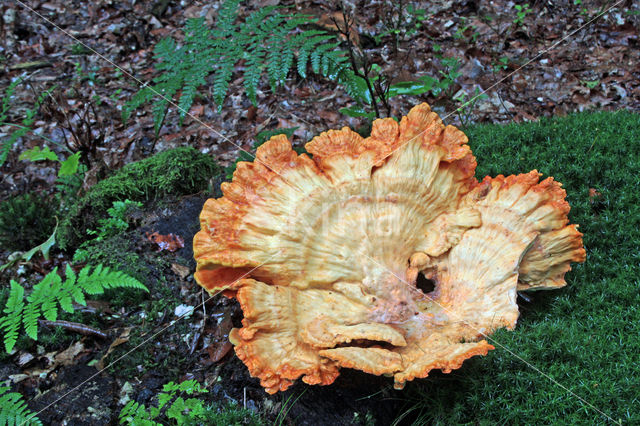 Zwavelzwam (Laetiporus sulphureus)