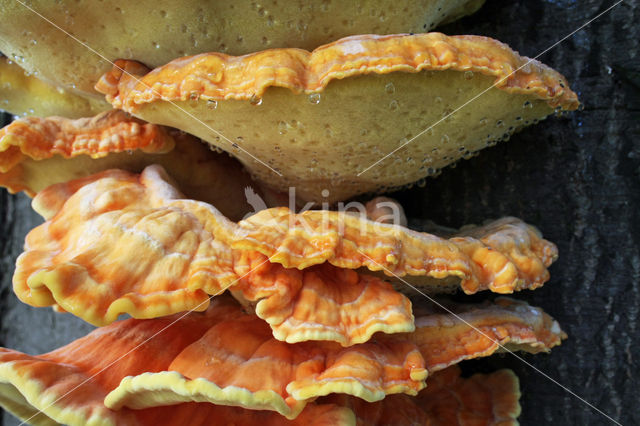 Zwavelzwam (Laetiporus sulphureus)