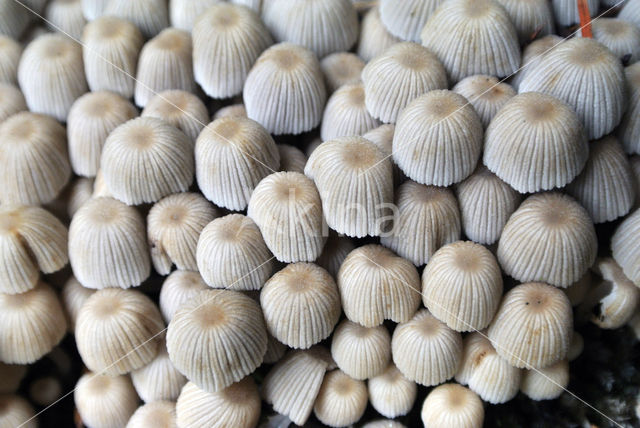 Zwerminktzwam (Coprinus disseminatus)