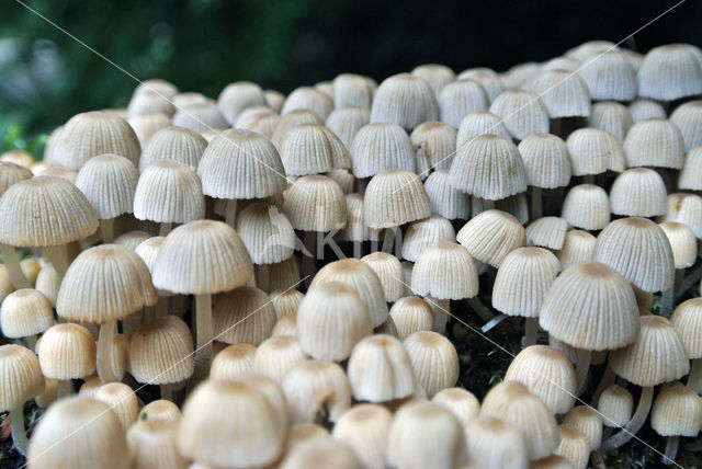 Zwerminktzwam (Coprinus disseminatus)