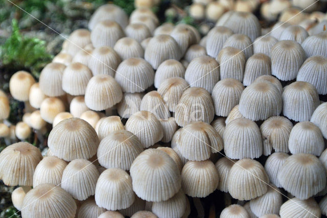 Zwerminktzwam (Coprinus disseminatus)