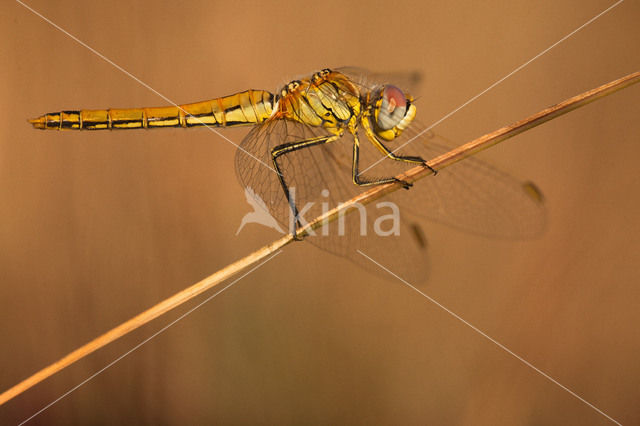 Zwervende heidelibel (Sympetrum fonscolombii)