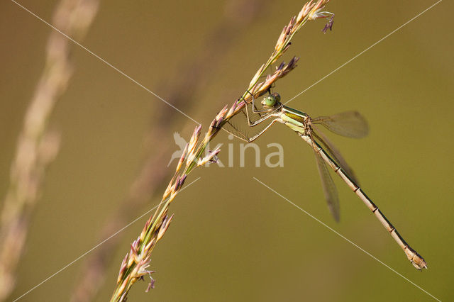 Shy Emerald Damselfly (Lestes barbarus)