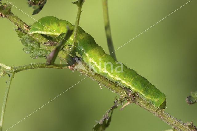 Agaatvlinder (Phlogophora meticulosa)