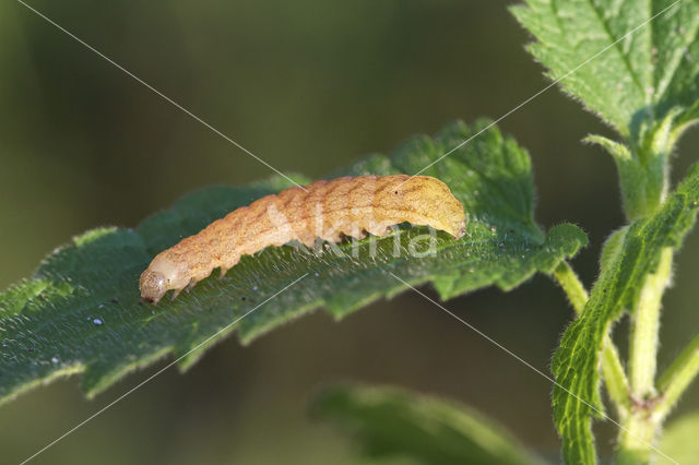 Agaatvlinder (Phlogophora meticulosa)