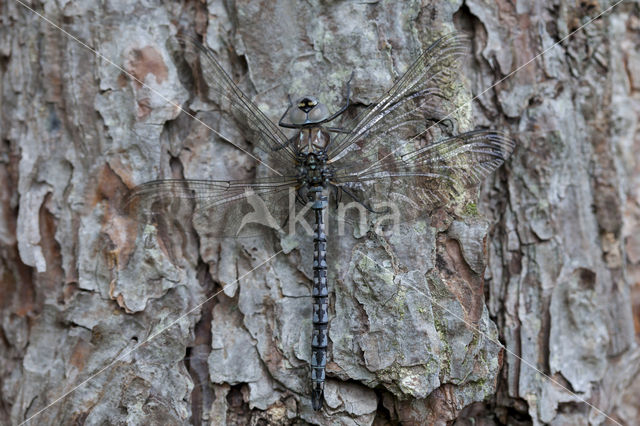 Azure Hawker (Aeshna caerulea)