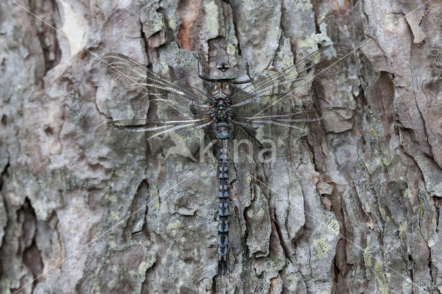 Azure Hawker (Aeshna caerulea)