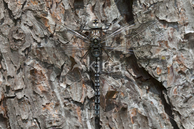 Azure Hawker (Aeshna caerulea)