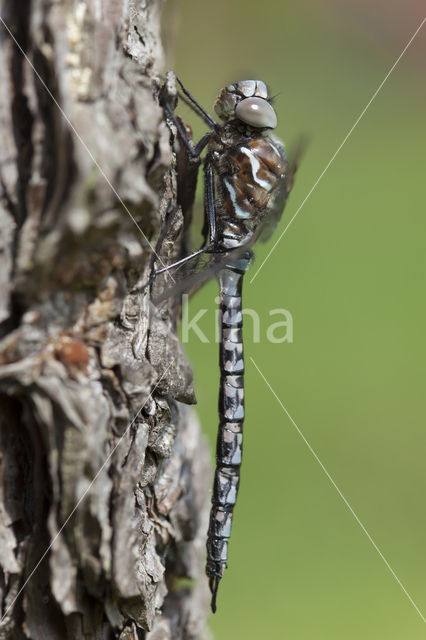 Azure Hawker (Aeshna caerulea)