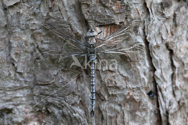 Azure Hawker (Aeshna caerulea)