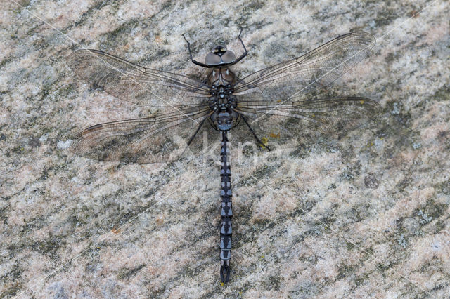 Azure Hawker (Aeshna caerulea)