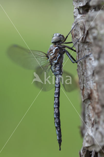 Azure Hawker (Aeshna caerulea)