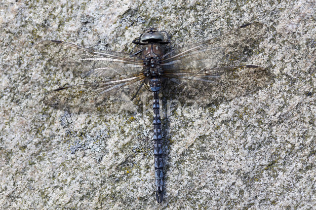 Azure Hawker (Aeshna caerulea)