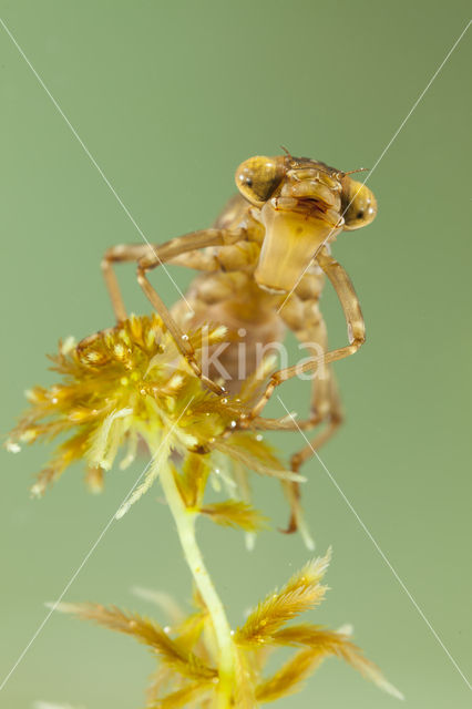Azure Hawker (Aeshna caerulea)