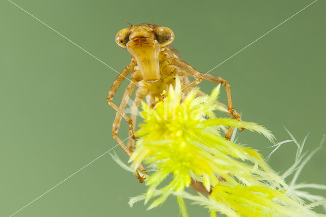Azure Hawker (Aeshna caerulea)