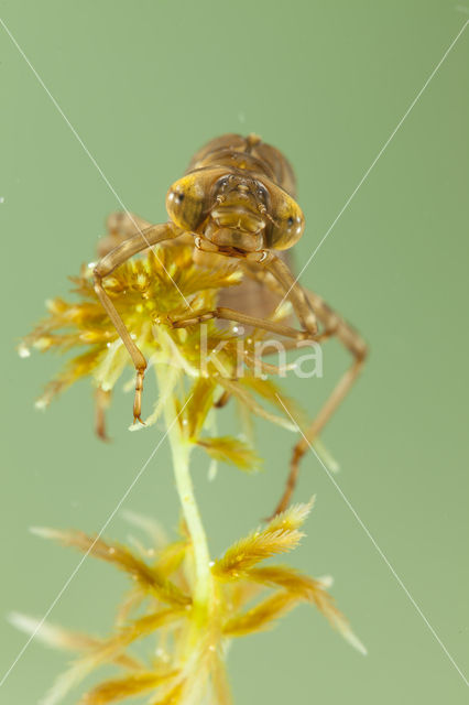 Azuurglazenmaker (Aeshna caerulea)