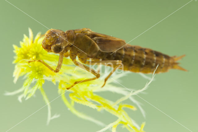 Azure Hawker (Aeshna caerulea)