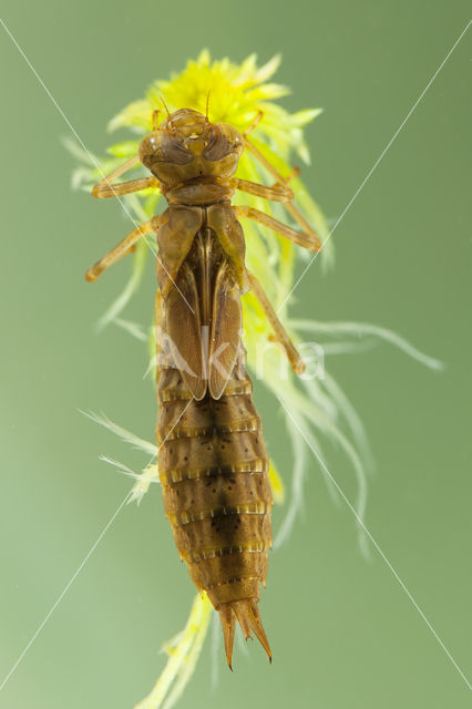 Azure Hawker (Aeshna caerulea)