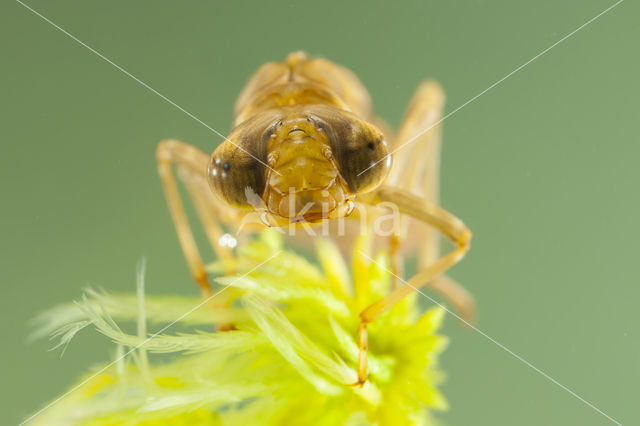 Azure Hawker (Aeshna caerulea)