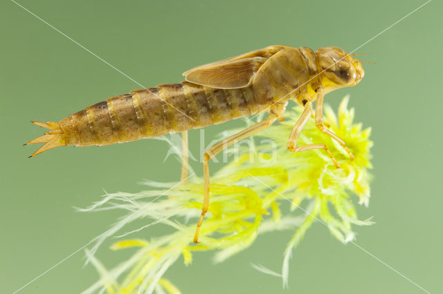 Azure Hawker (Aeshna caerulea)