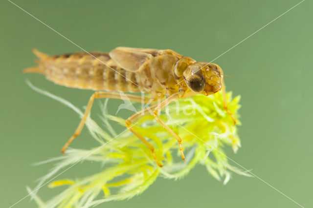 Azure Hawker (Aeshna caerulea)