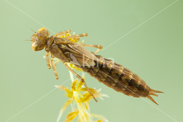 Azure Hawker (Aeshna caerulea)