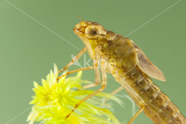 Azure Hawker (Aeshna caerulea)