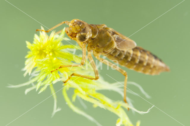 Azure Hawker (Aeshna caerulea)