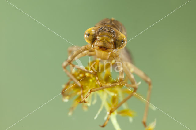 Azure Hawker (Aeshna caerulea)