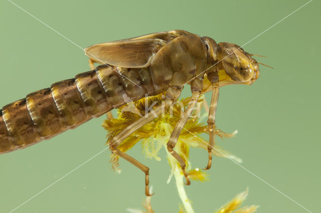 Azuurglazenmaker (Aeshna caerulea)