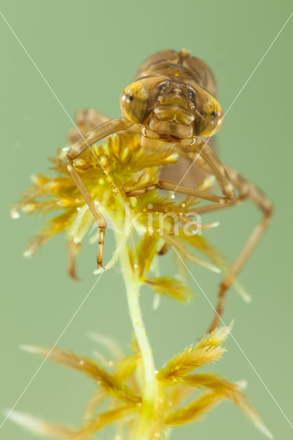 Azuurglazenmaker (Aeshna caerulea)