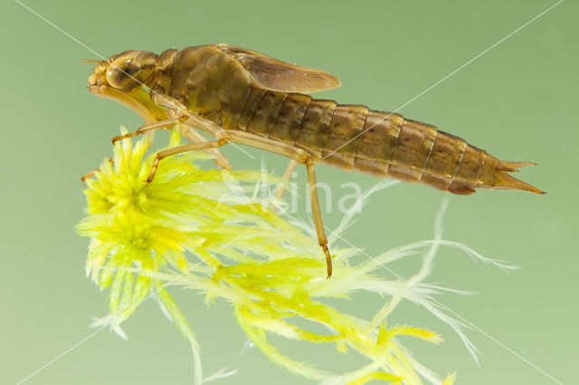 Azuurglazenmaker (Aeshna caerulea)