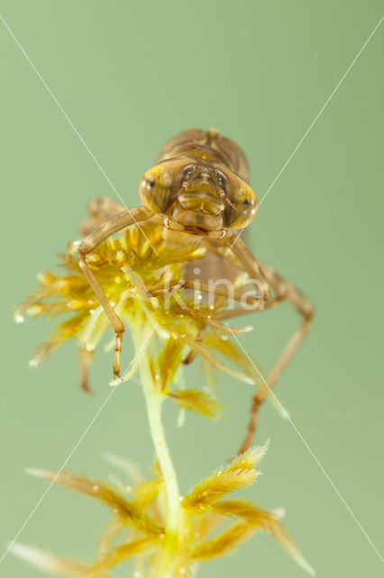 Azure Hawker (Aeshna caerulea)