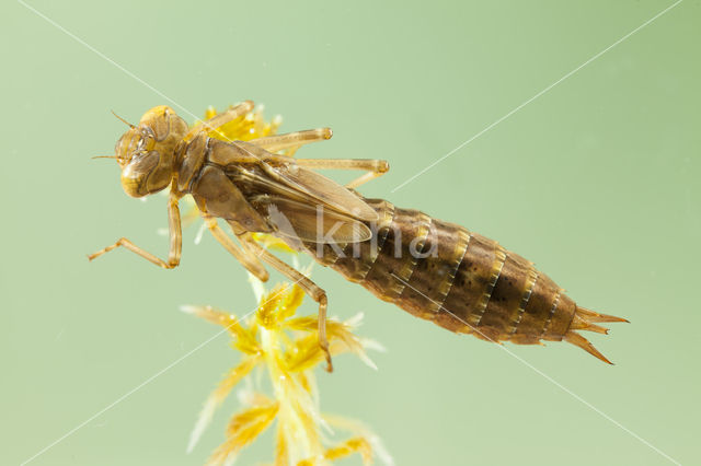 Azuurglazenmaker (Aeshna caerulea)