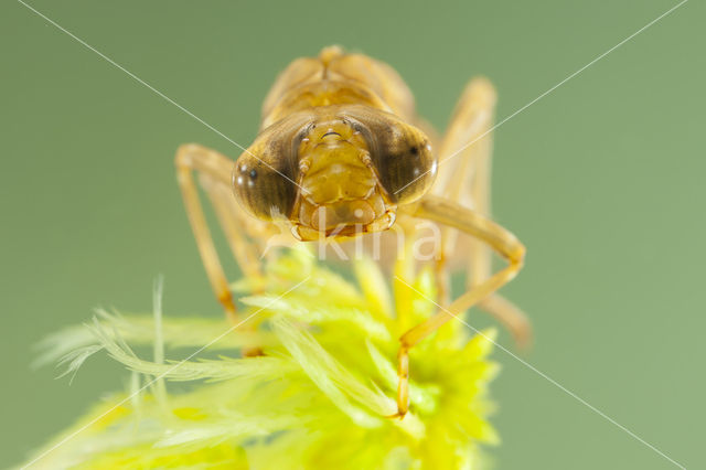 Azure Hawker (Aeshna caerulea)