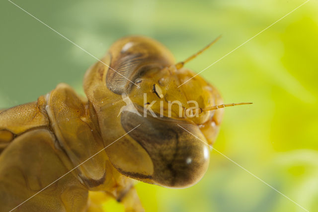 Azure Hawker (Aeshna caerulea)