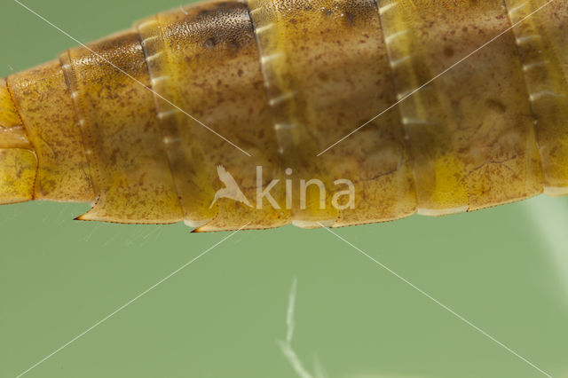 Azure Hawker (Aeshna caerulea)