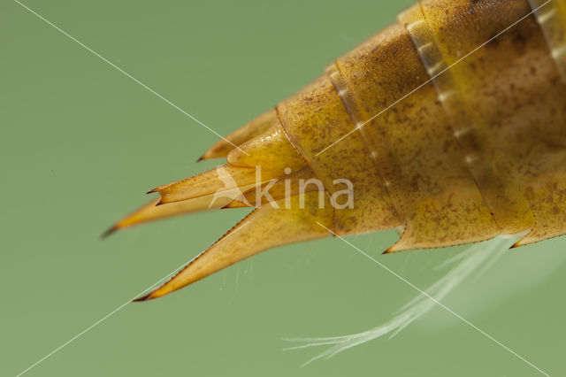 Azuurglazenmaker (Aeshna caerulea)