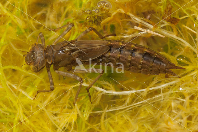 Azure Hawker (Aeshna caerulea)