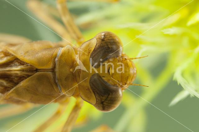 Azuurglazenmaker (Aeshna caerulea)