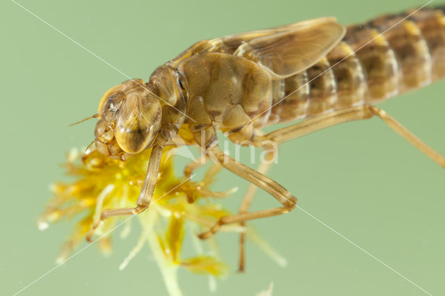 Azure Hawker (Aeshna caerulea)