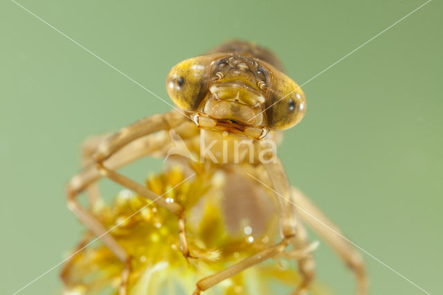 Azuurglazenmaker (Aeshna caerulea)