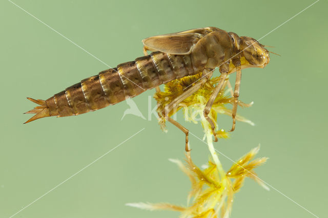 Azuurglazenmaker (Aeshna caerulea)