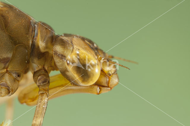 Azuurglazenmaker (Aeshna caerulea)