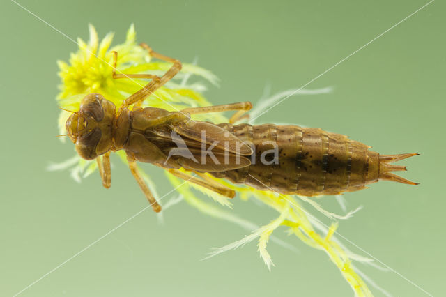 Azuurglazenmaker (Aeshna caerulea)