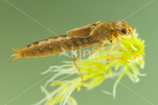 Azure Hawker (Aeshna caerulea)