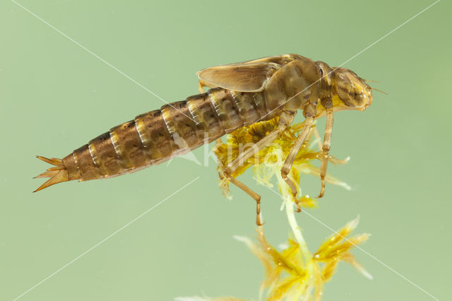 Azure Hawker (Aeshna caerulea)