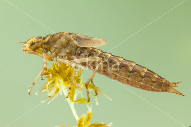 Azure Hawker (Aeshna caerulea)