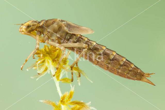 Azure Hawker (Aeshna caerulea)