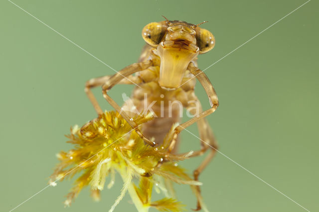 Azure Hawker (Aeshna caerulea)